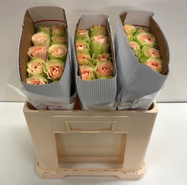 Rosa gr gravity SB.jpg